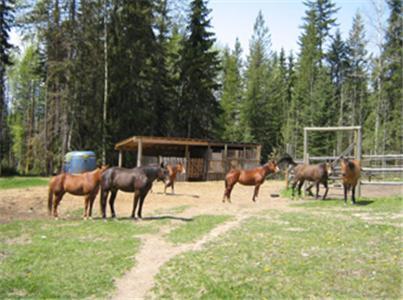 Bear Corner Adventures Bed & Bale Hotell Golden Exteriör bild